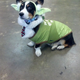 Illustration for article titled Had A Rough Day? Heres A Cosplaying Corgi